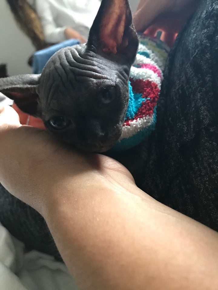 client with hairless cornish rex